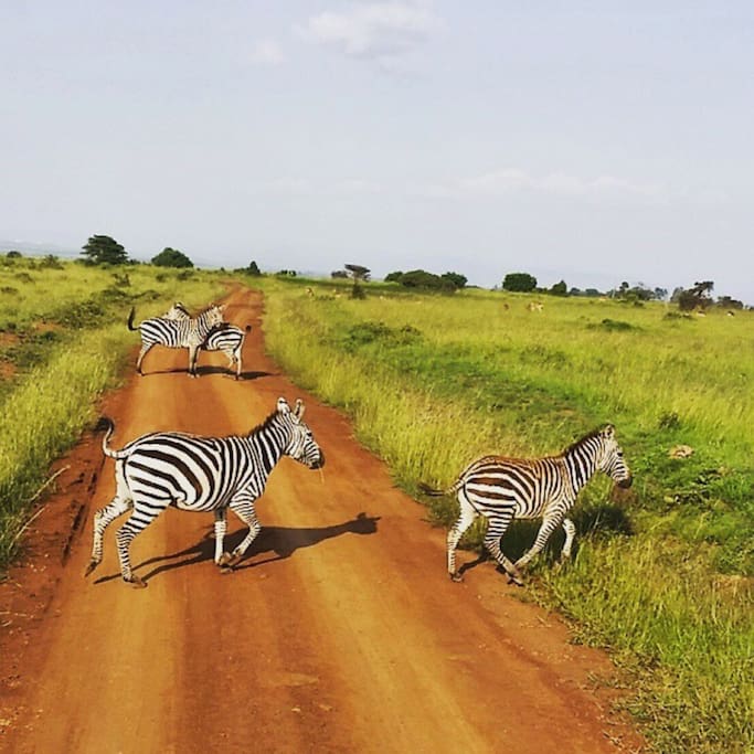 Foto von Nairobi-Nationalpark