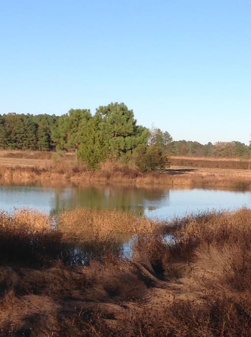 Pond