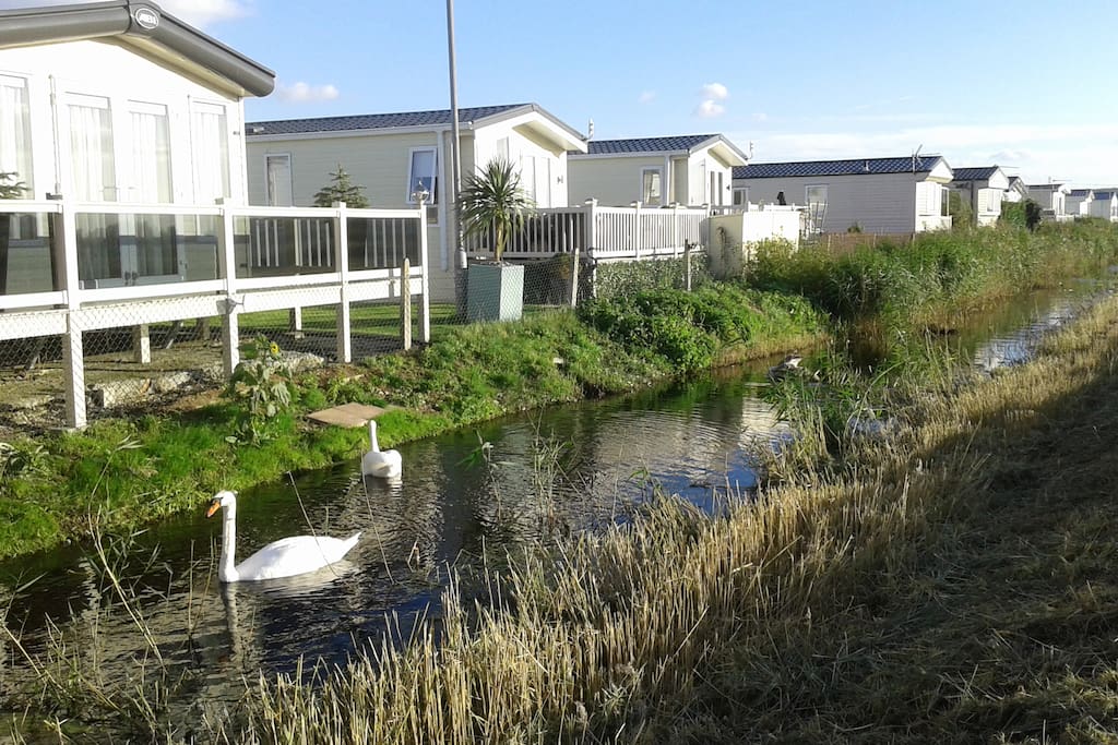 Resident family of swans