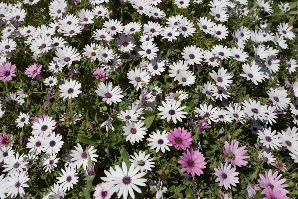 Tapis de marguerites au pied de la maison