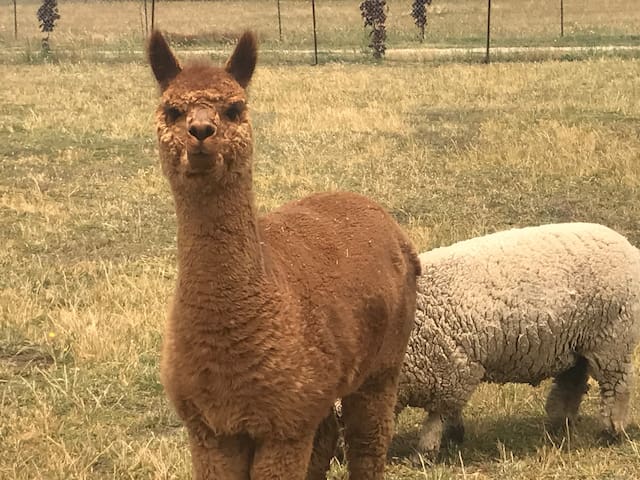 Oakvale in Hartley - Enjoy a country escape!