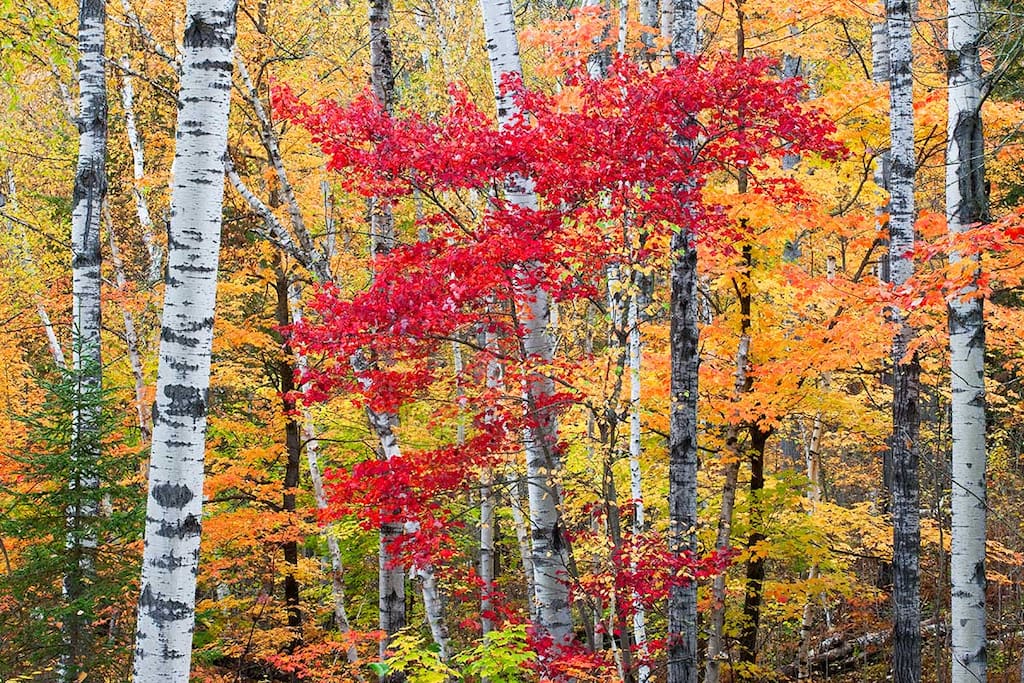Exceptional fall colours