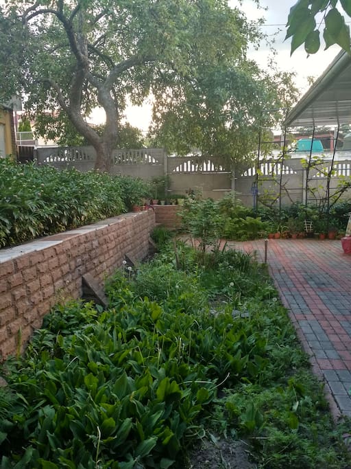 Backyard