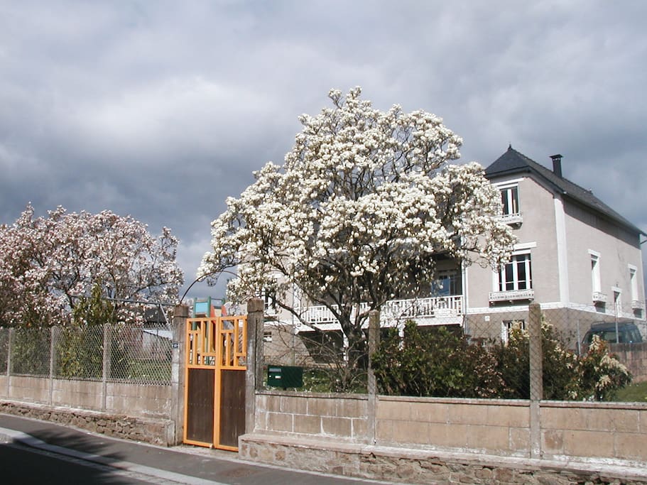 Magnolias in bloom/Magnolias en fleurs