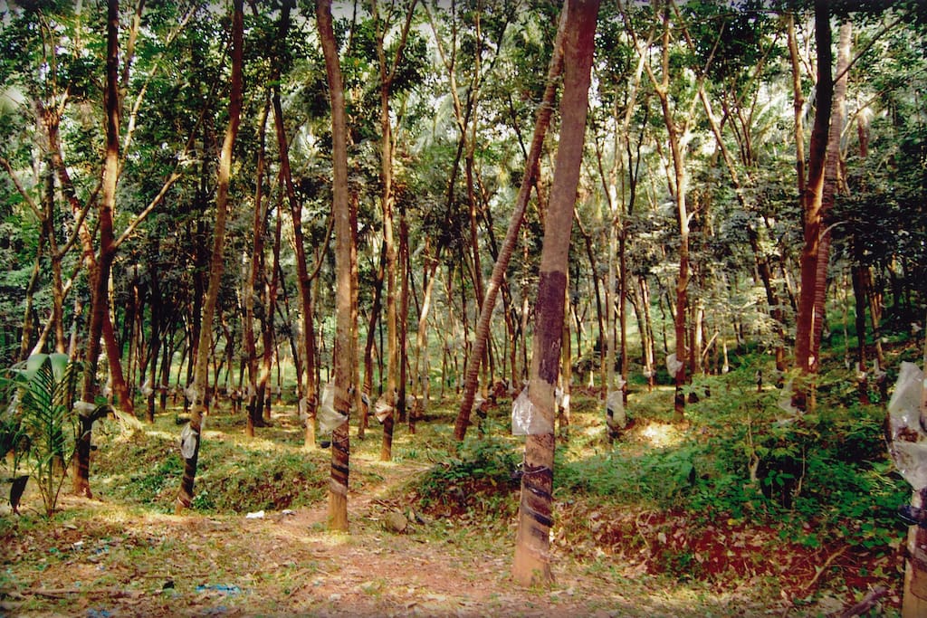 RUBBER PLANTATION