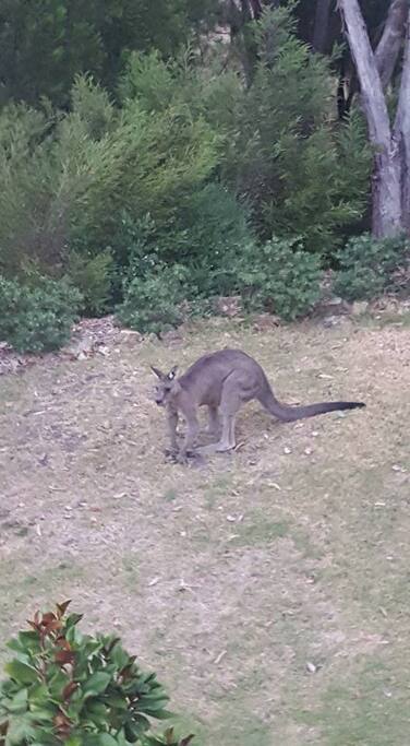 The Roo