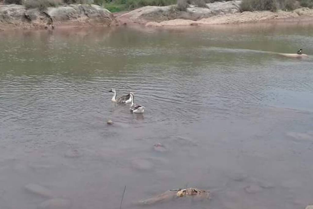 Occasional Visitors