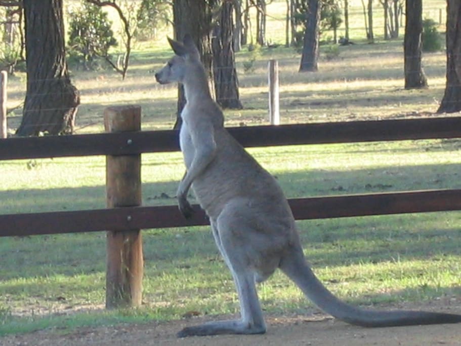 Local Visitors