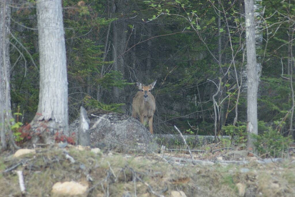 Un compagnon pour le café
