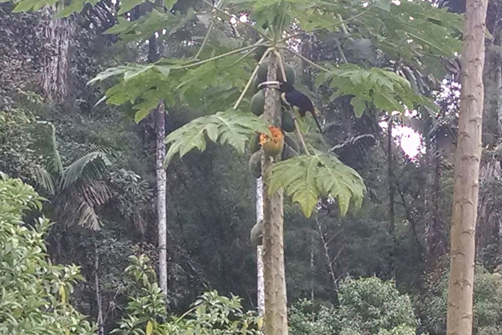 Tucán munching on papaya just out the dinning room window
