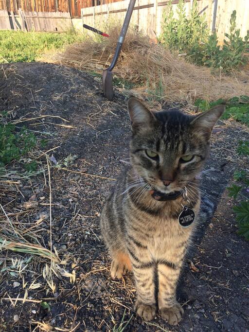 Our Cat Thunder