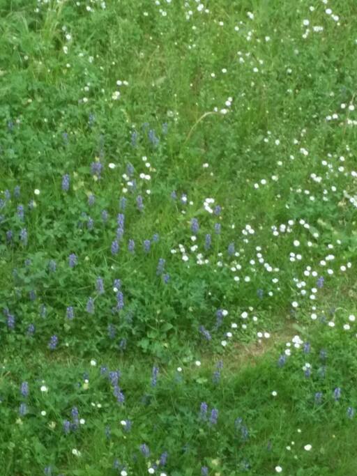 Les fleurs du jardin