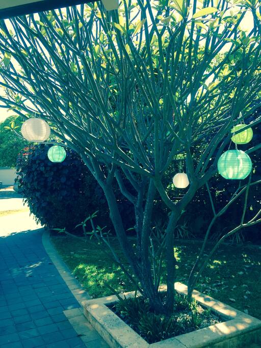 Beautiful Frangipan tree in front of house