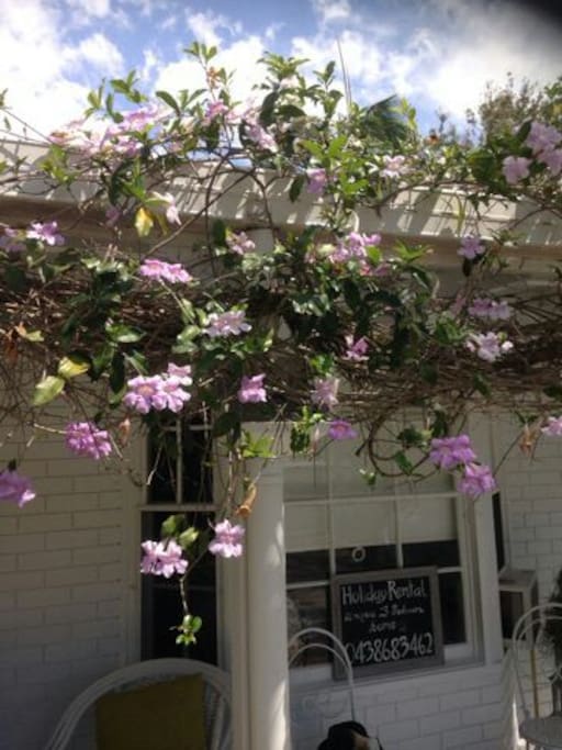 Magnificent Exotic Vine & Verandah.