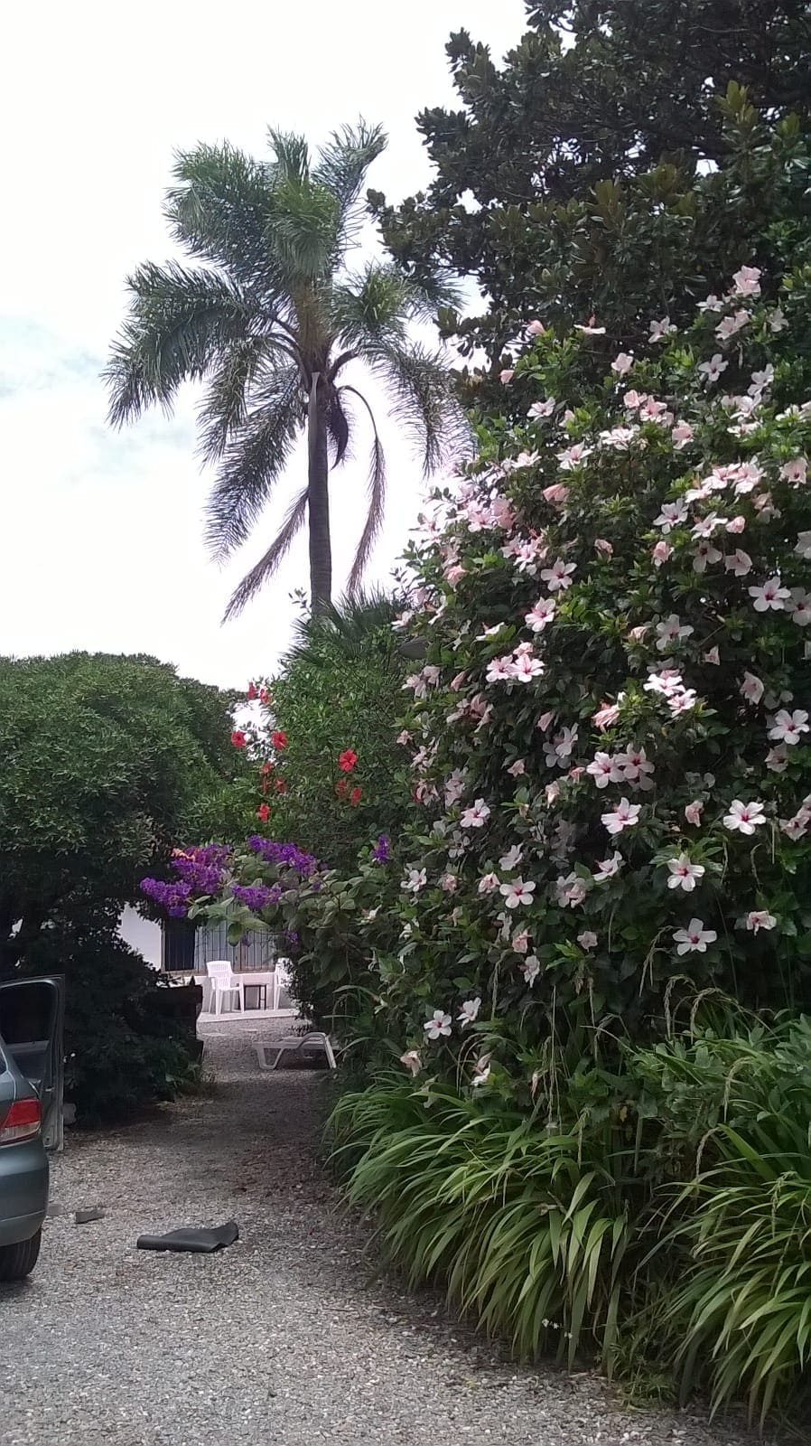 A gravel pathway is flanked by lush greenery and flowering plants, creating a vibrant entry. Tall palm trees rise alongside colorful blossoms, while a lounge area is visible in the background, surrounded by a tranquil atmosphere.