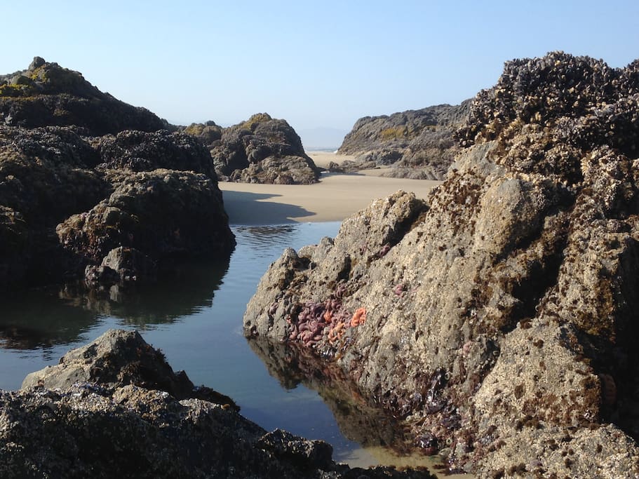 Tidepools like you've never seen before!