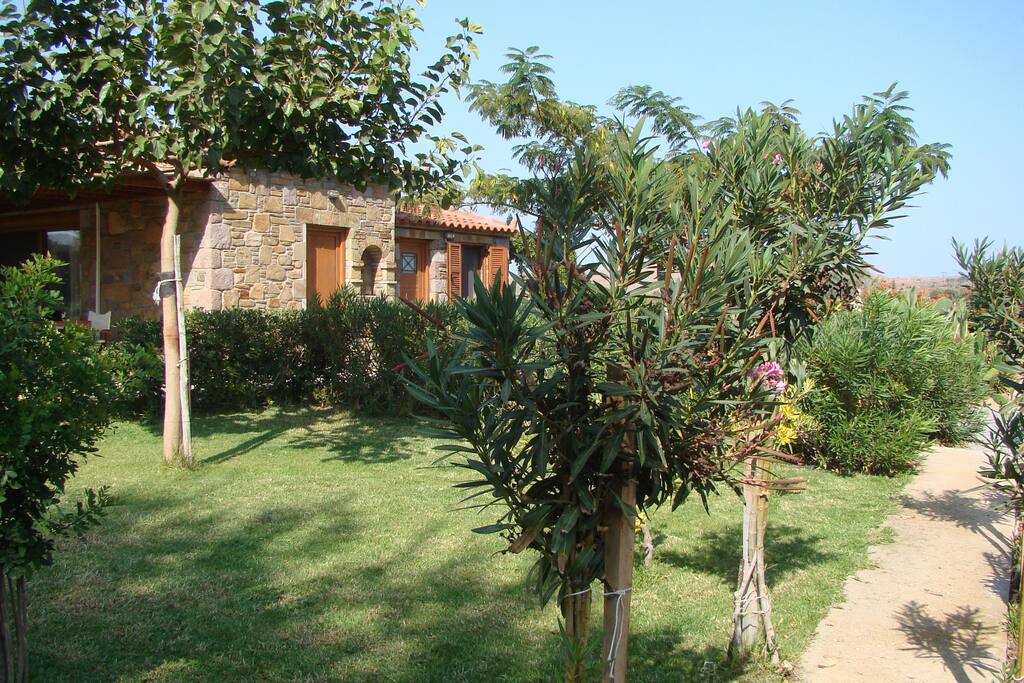 tree, garden