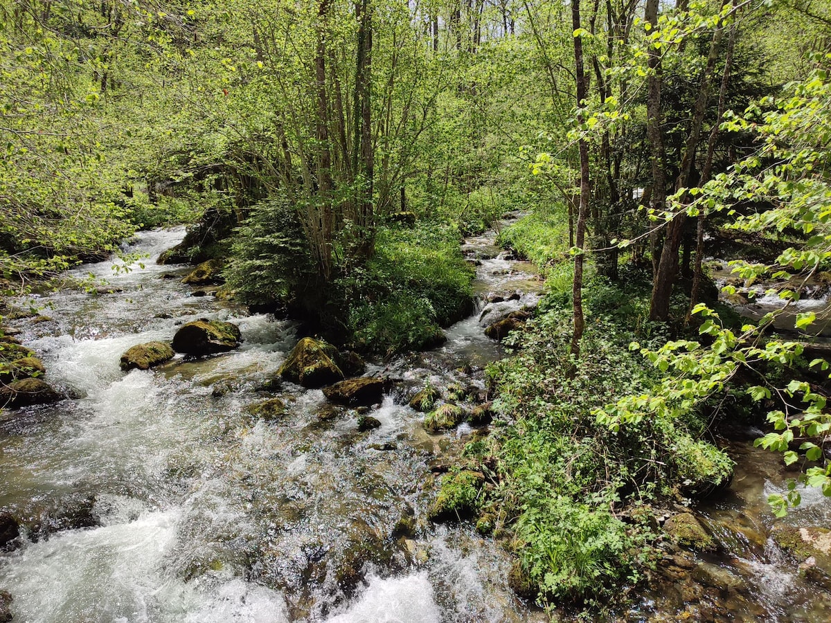A gently flowing stream is surrounded by lush greenery, with sunlight filtering through the leaves. Smooth stones are partially submerged in the water, and patches of grass and small plants are visible along the banks, creating a serene natural environment.