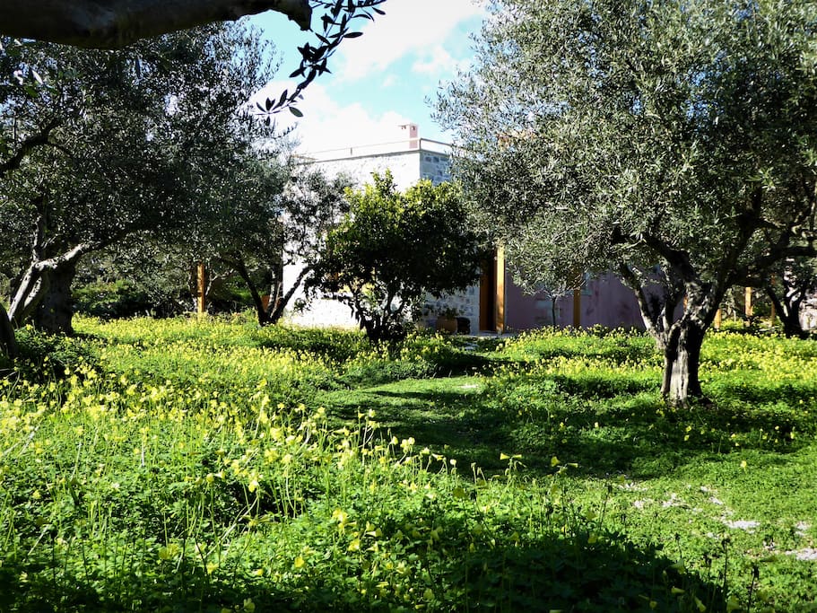 Surrounded by a carpet of lush green growth and flowers... tucked away in the olive grove
