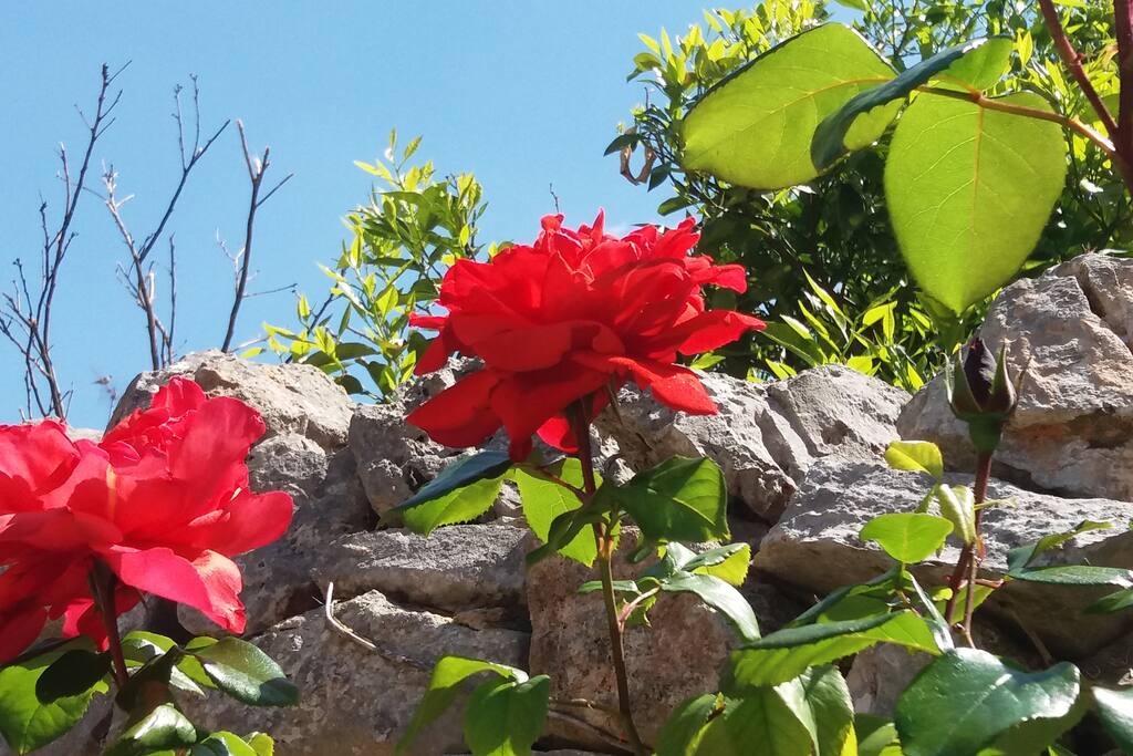 scorci del giardino