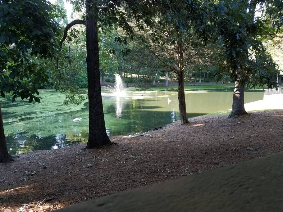 A small lake with two beautiful swans...