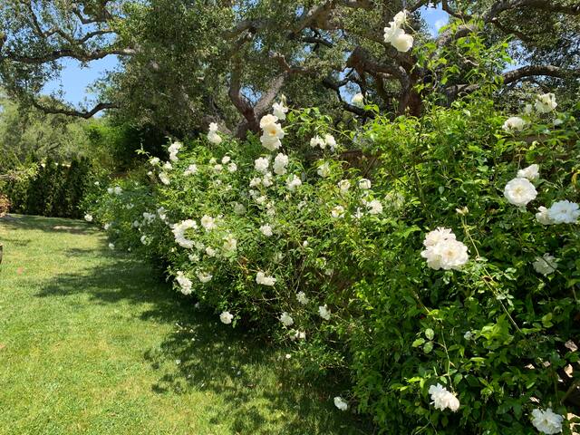 Views, style, space.. why Italy? gallery image 5