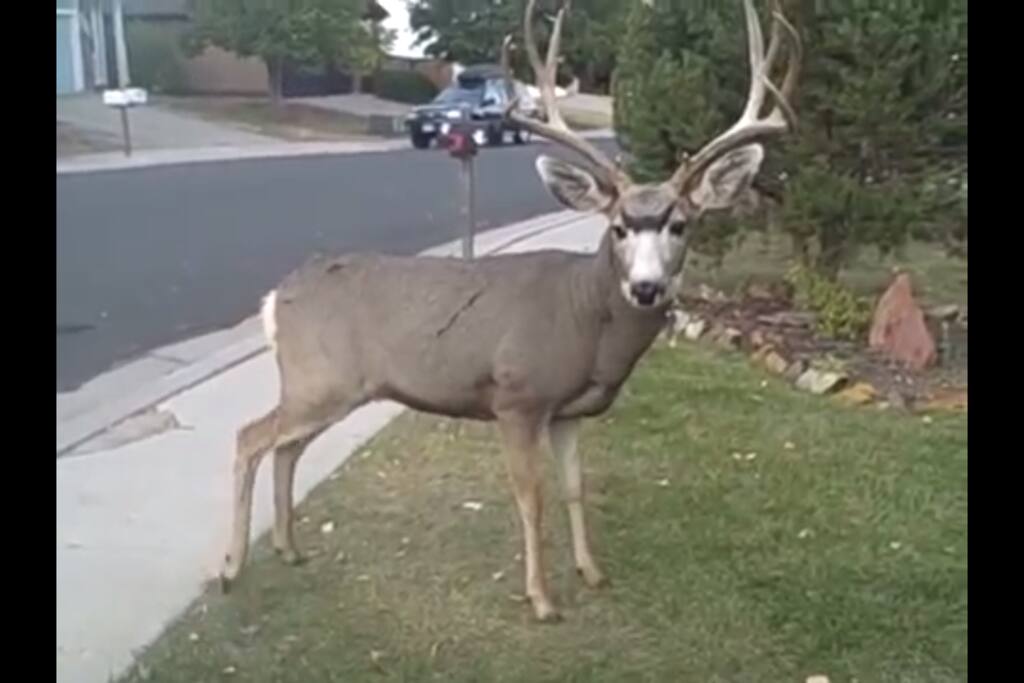 One of our neighbours