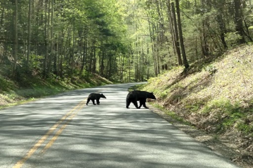 We are only 23 miles from Cades Cove in the Great Smoky Mountains National Park, where you might see black bears.