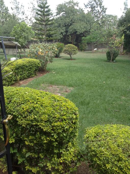 The garden