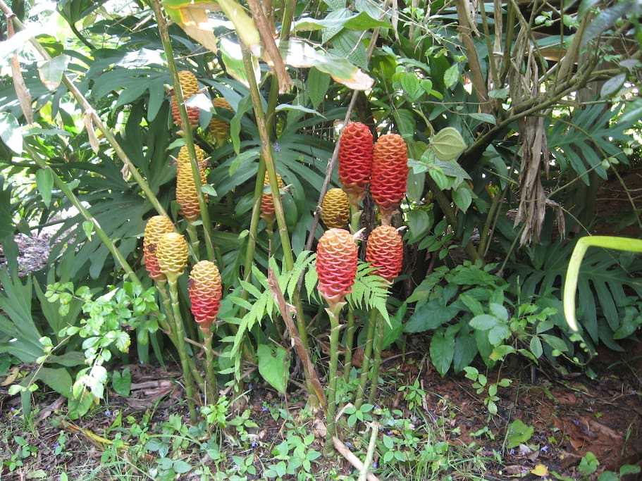 Ginger