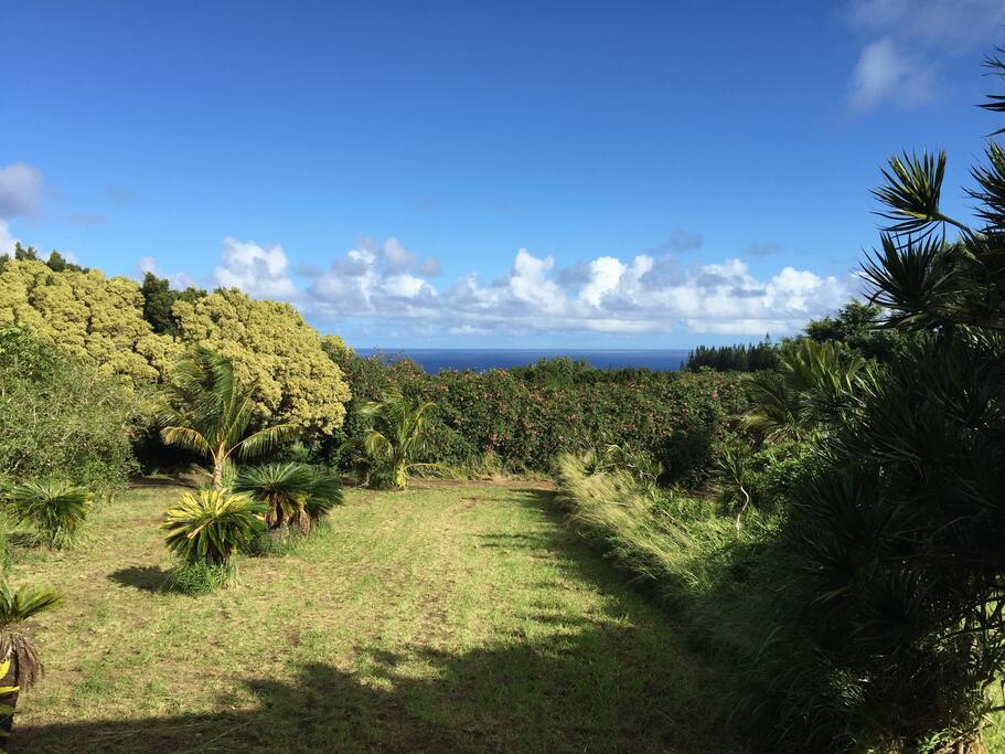 Ocean views throughout property