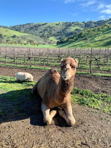 Unique & private hidden gem with spectacular views gallery image 2