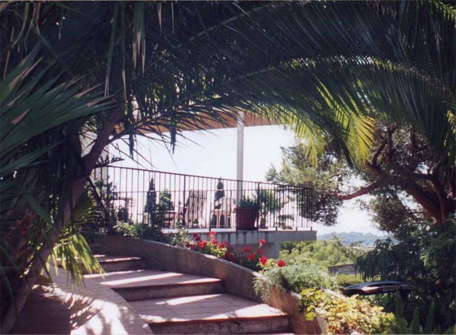 Beau jardin avec une collection de palmiers