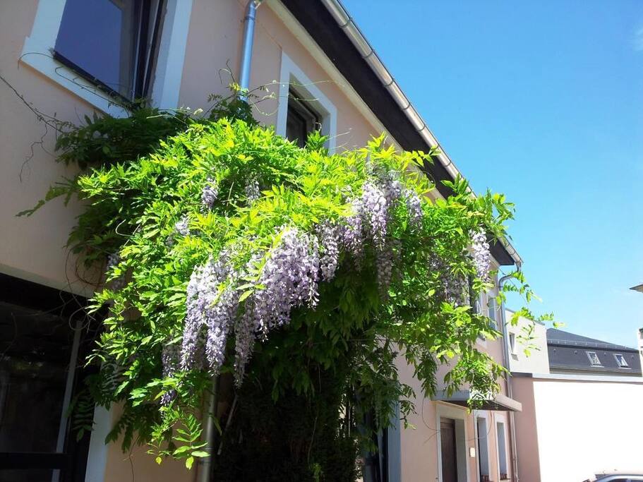 Wisteria in summer