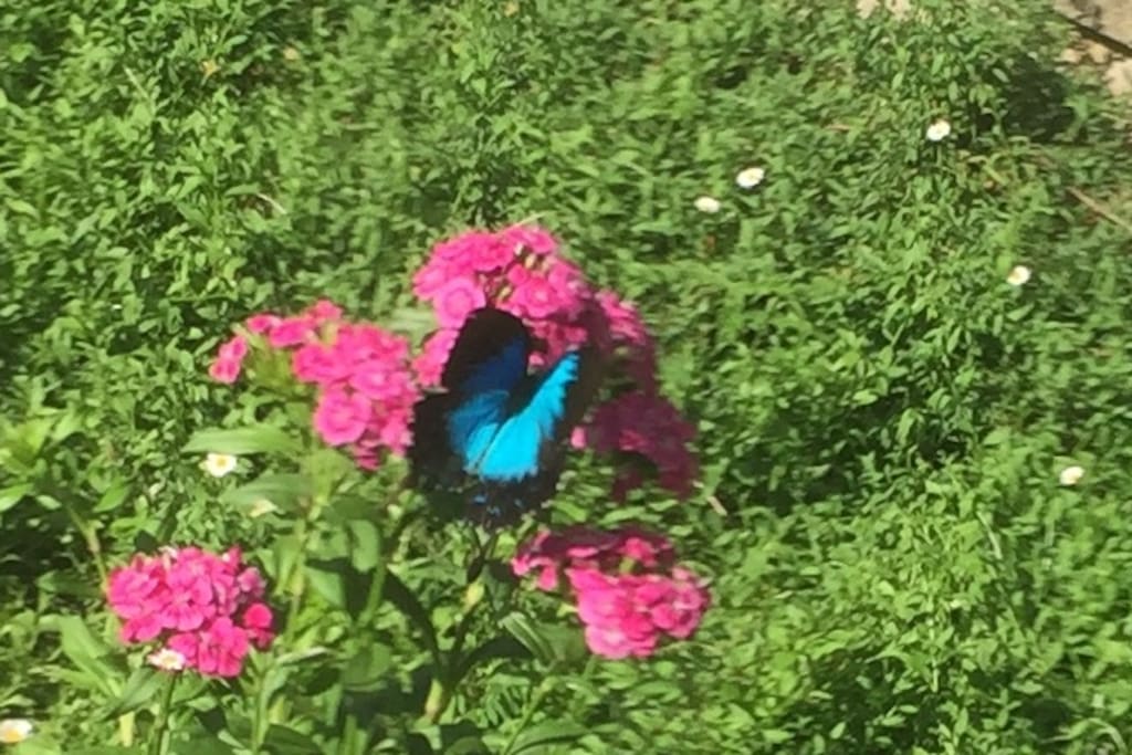 An Ulysses butterfly visits