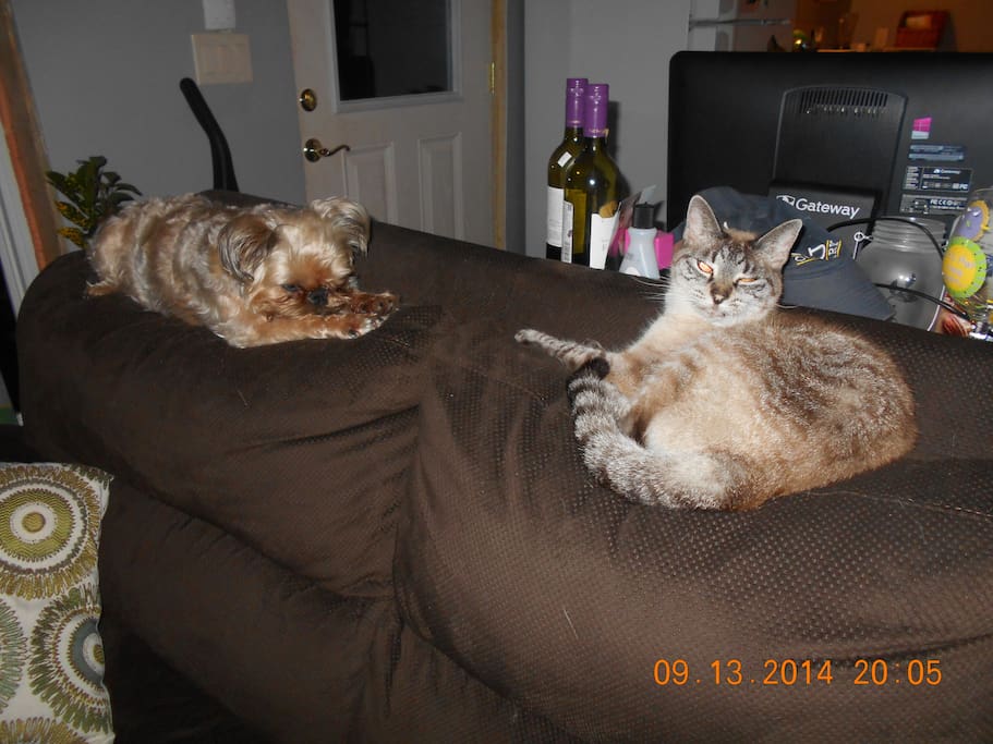 Nina, 9 year old Brussels Griffon, and Squeaker, our 18 year old Siamese. Nina will be here to greet you at the door and Squeaker will no doubt be hiding.