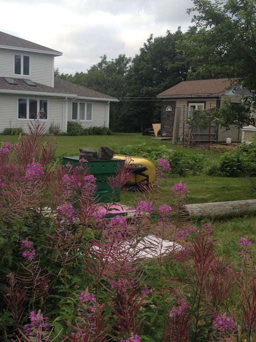 Back yard late summer.