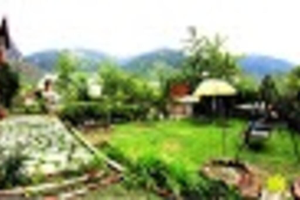 Lawn area