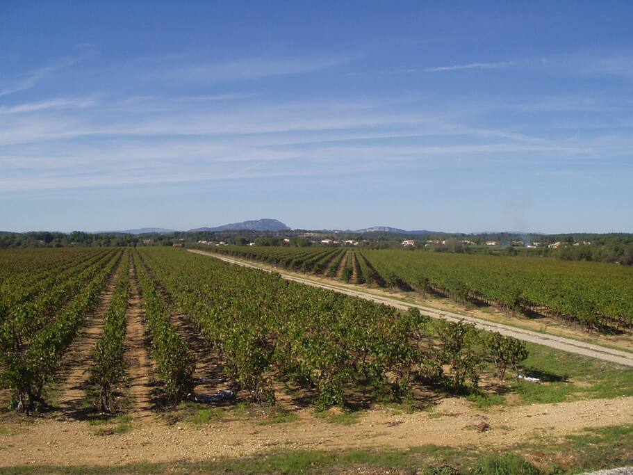 De la terrasse privée vue sur les vignes et le Pic Saint Loup