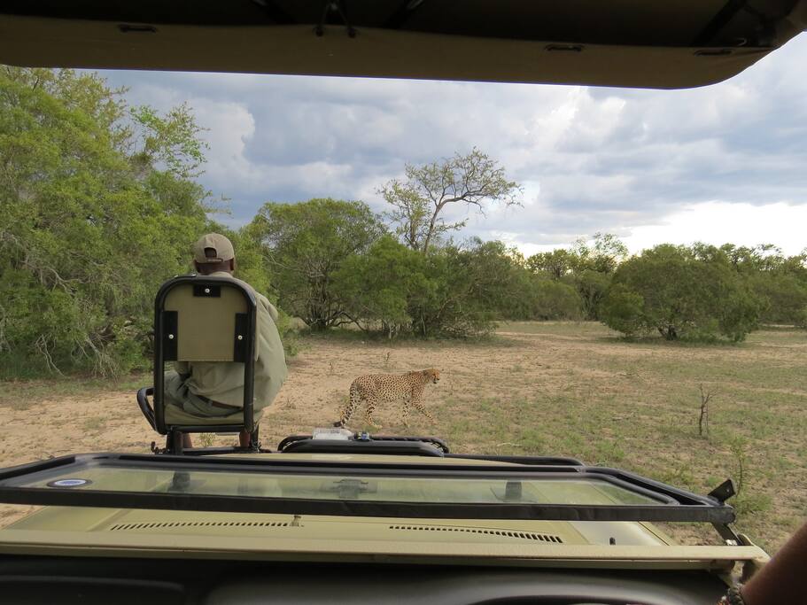 Cheetah whilst on game drive