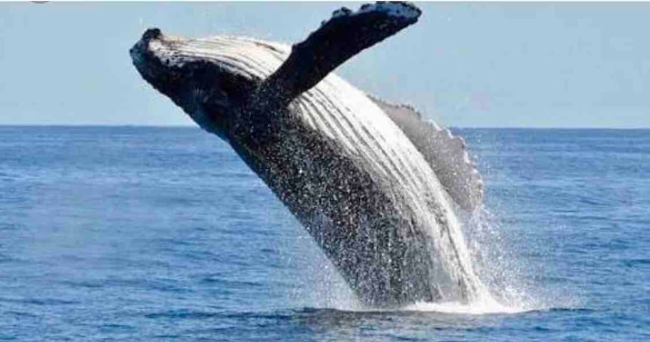 Ocean front 6000 sq House