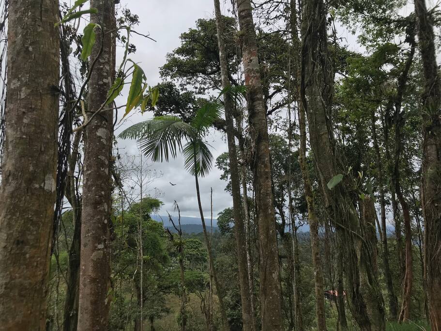 Vista desde la casa.