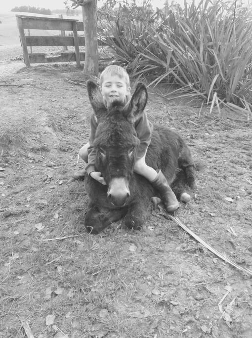Come meet our three donkeys;)