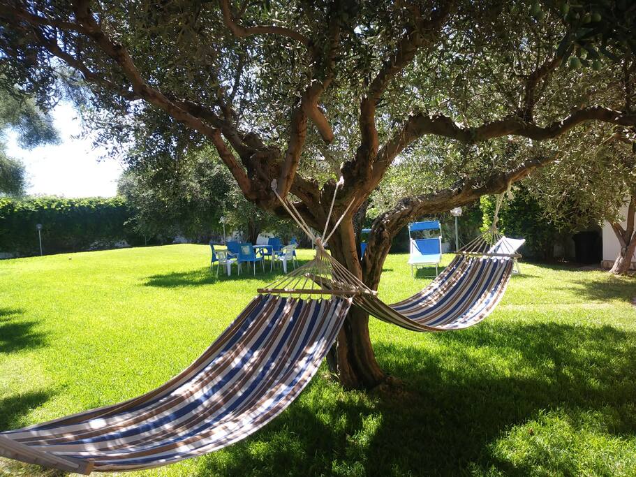 Big garden with olive trees and green green grass...