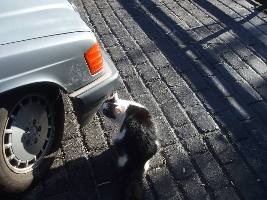 The neighbors rather territorial cat.