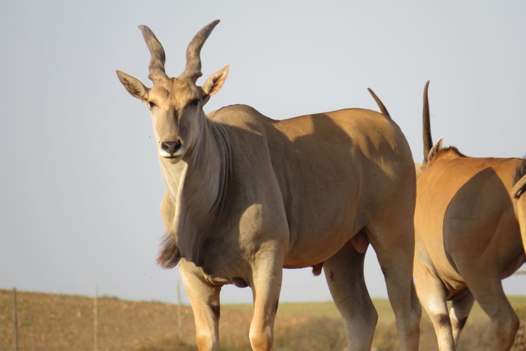 Eland