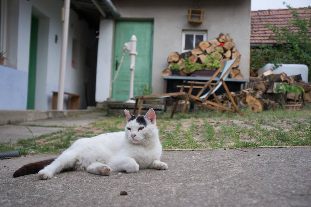Macek domácí kočičák :)