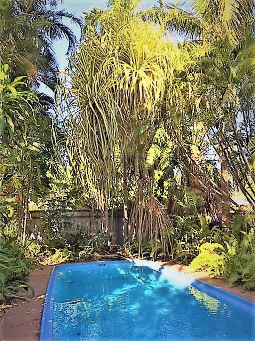 Fabulous Pandanus (the perfect shade)