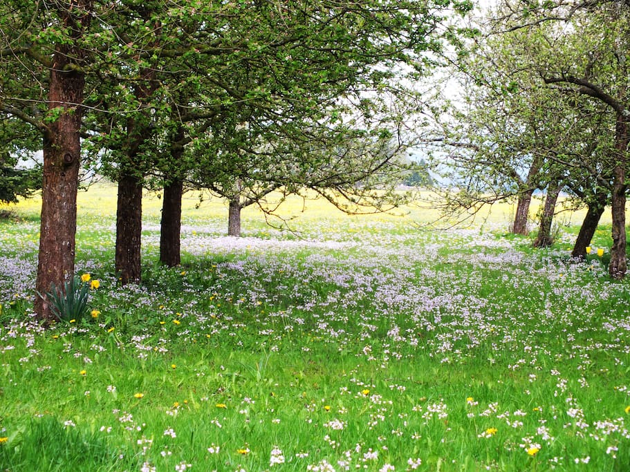 Streuobstwiese im Frühling
