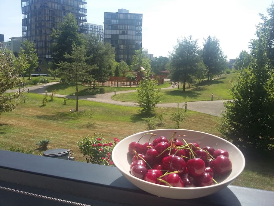 In Prague, ripe cherries! / В Праге созрела черешня!